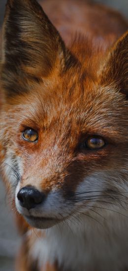 red fox, muzzle, wildlife Wallpaper 1440x3040
