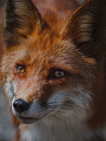 red fox, muzzle, wildlife Wallpaper 1620x2160