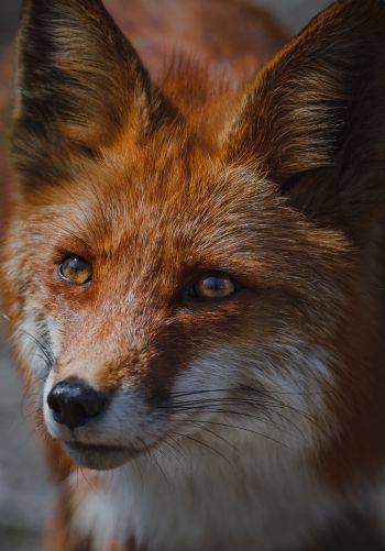 red fox, muzzle, wildlife Wallpaper 1668x2388