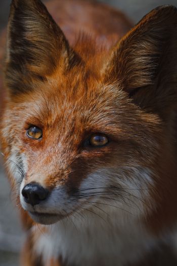 red fox, muzzle, wildlife Wallpaper 640x960