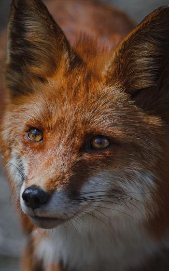 red fox, muzzle, wildlife Wallpaper 1752x2800