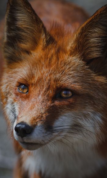 red fox, muzzle, wildlife Wallpaper 1200x2000