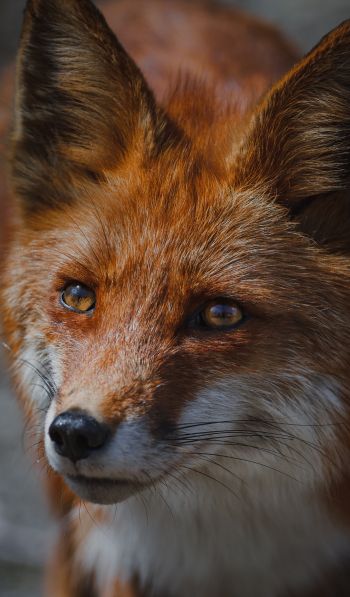 red fox, muzzle, wildlife Wallpaper 600x1024