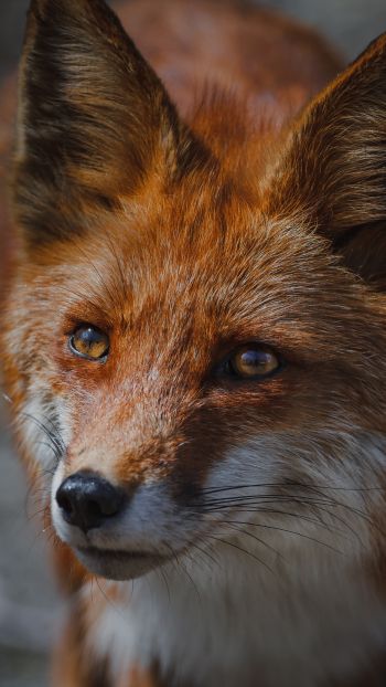 red fox, muzzle, wildlife Wallpaper 1440x2560