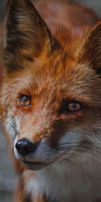 red fox, muzzle, wildlife Wallpaper 720x1440