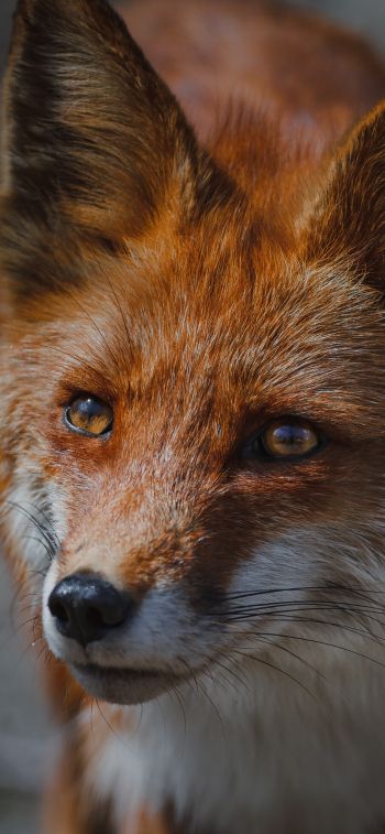 red fox, muzzle, wildlife Wallpaper 1284x2778