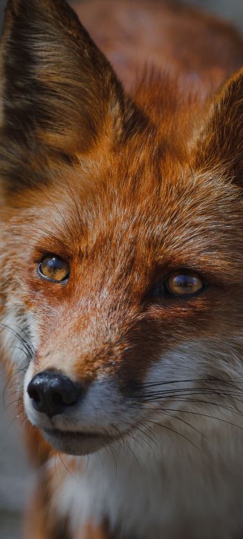 red fox, muzzle, wildlife Wallpaper 720x1600