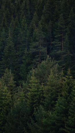 Dospat, Bulgaria, dense forest Wallpaper 640x1136