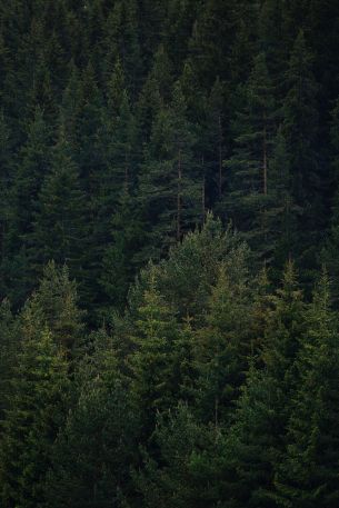 Dospat, Bulgaria, dense forest Wallpaper 640x960