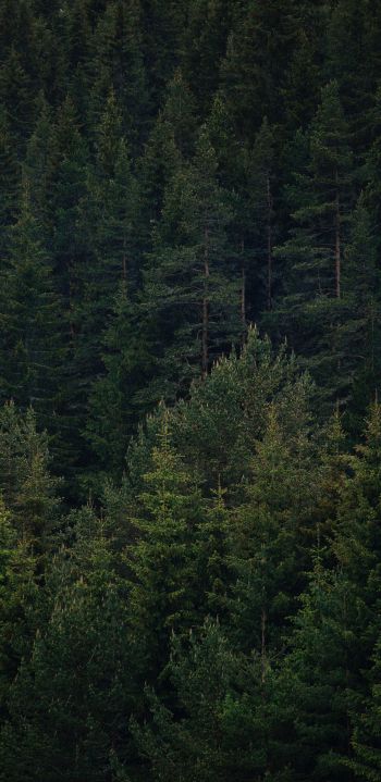 Dospat, Bulgaria, dense forest Wallpaper 1440x2960