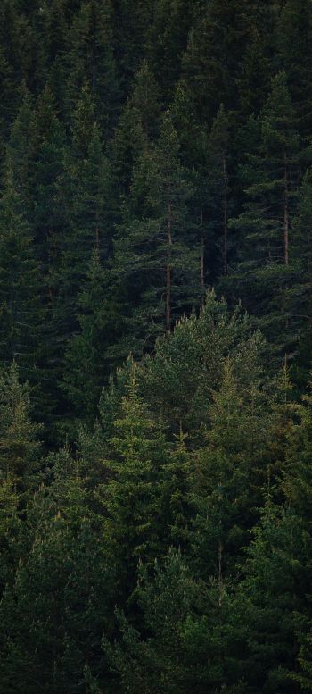 Обои 720x1600 Доспат, Болгария, густой лес