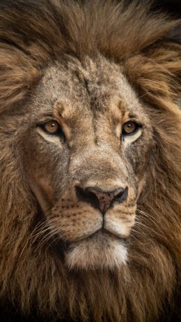 lion, mane, muzzle Wallpaper 640x1136