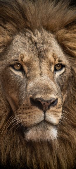lion, mane, muzzle Wallpaper 1080x2400