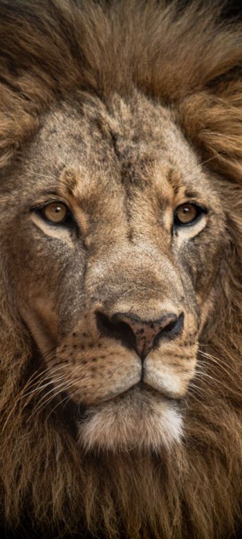 lion, mane, muzzle Wallpaper 1440x3200