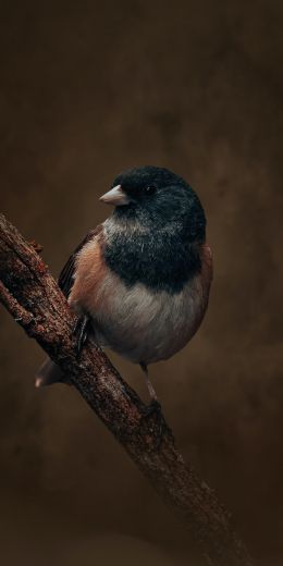 bird on a branch Wallpaper 720x1440