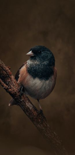 bird on a branch Wallpaper 1080x2220