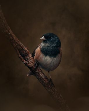 bird on a branch Wallpaper 2212x2765