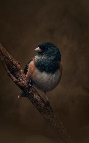 bird on a branch Wallpaper 1200x1920