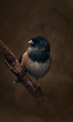 bird on a branch Wallpaper 1200x2000