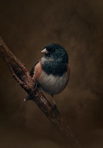 bird on a branch Wallpaper 1640x2360