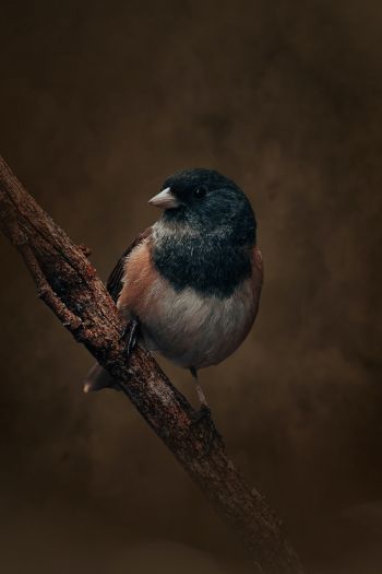 bird on a branch Wallpaper 640x960
