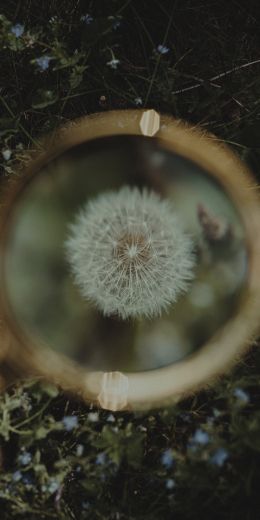 dandelion under magnifying glass Wallpaper 720x1440