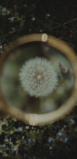 dandelion under magnifying glass Wallpaper 1080x2220