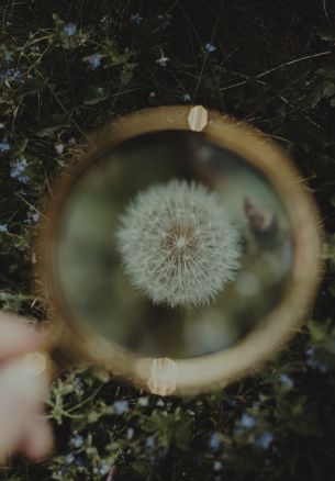 dandelion under magnifying glass Wallpaper 1640x2360