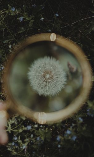 dandelion under magnifying glass Wallpaper 1200x2000