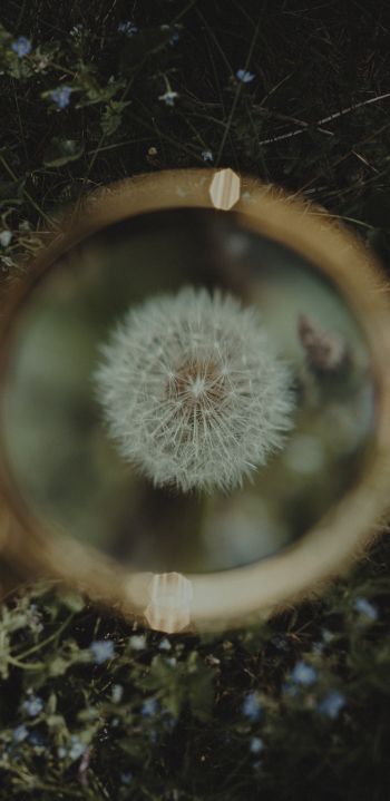 dandelion under magnifying glass Wallpaper 1440x2960
