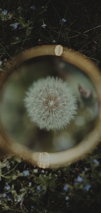 dandelion under magnifying glass Wallpaper 1440x3040