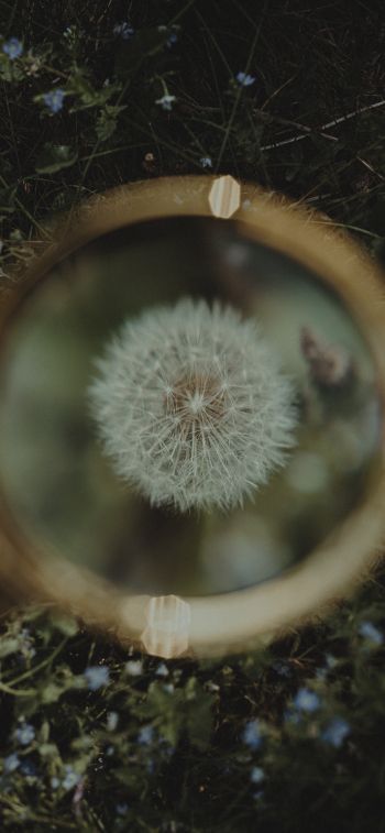 dandelion under magnifying glass Wallpaper 828x1792