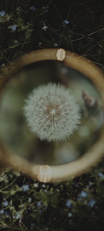 dandelion under magnifying glass Wallpaper 1440x3200