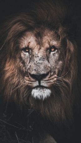 lion, mane, muzzle Wallpaper 640x1136