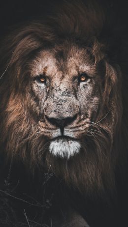 lion, mane, muzzle Wallpaper 720x1280