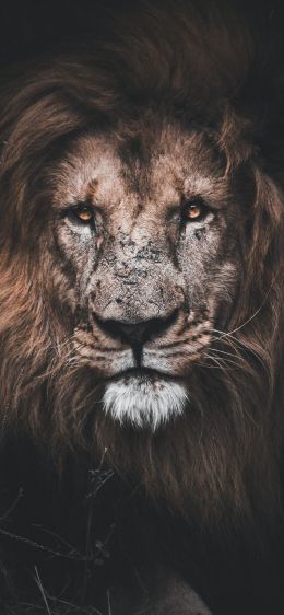 lion, mane, muzzle Wallpaper 828x1792