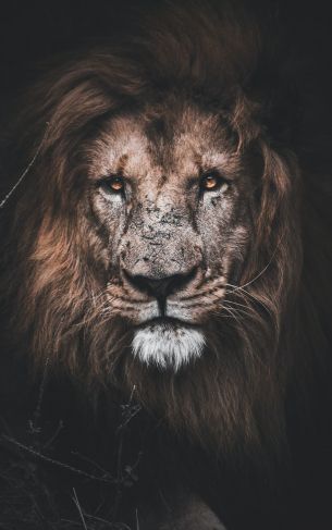 lion, mane, muzzle Wallpaper 1752x2800