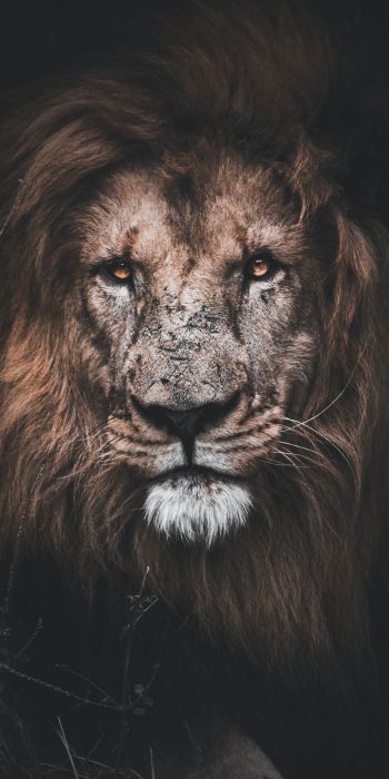 lion, mane, muzzle Wallpaper 720x1440