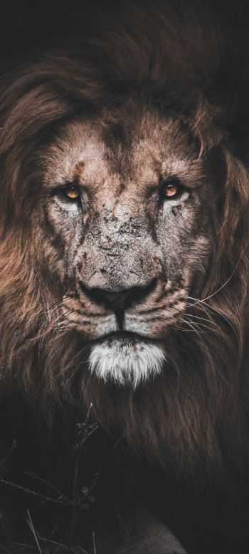 lion, mane, muzzle Wallpaper 1080x2400