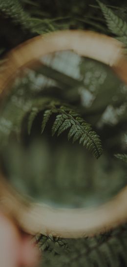 fern, plant Wallpaper 720x1520