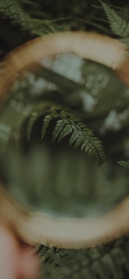 fern, plant Wallpaper 828x1792