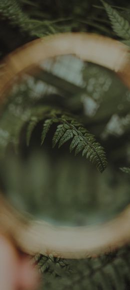 fern, plant Wallpaper 1440x3200