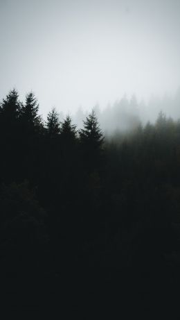 foggy forest Wallpaper 640x1136