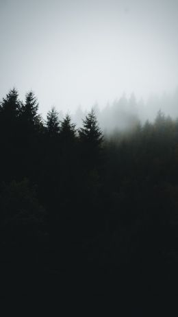 foggy forest Wallpaper 750x1334