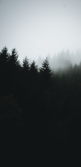 foggy forest Wallpaper 1440x2960