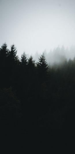 foggy forest Wallpaper 1080x2220