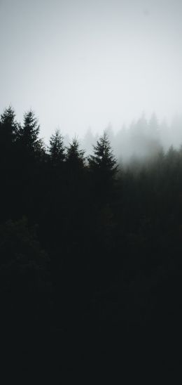 foggy forest Wallpaper 1440x3040