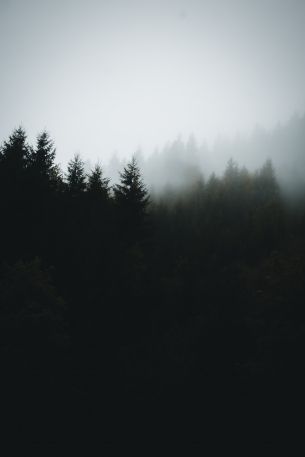 foggy forest Wallpaper 10005x15000