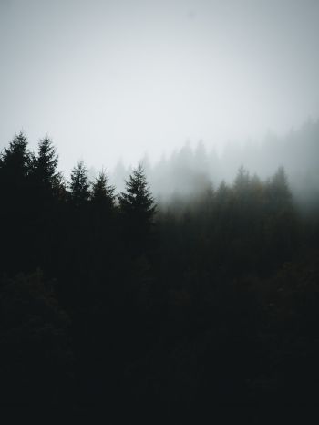 foggy forest Wallpaper 2048x2732