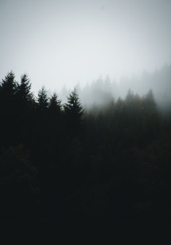 foggy forest Wallpaper 1668x2388